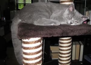 Auch Kitten lieben ruhige und hochgelegene Plattformen zum Liegen und das Geschehen beobachten.